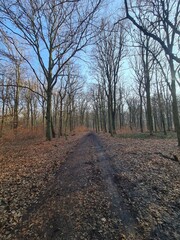 der Plänterwald in Berlin Treptow - Wintersaison, ohne Schnee