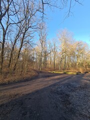 der Plänterwald in Berlin Treptow - Wintersaison, ohne Schnee