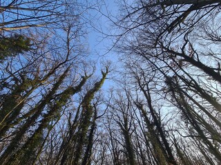 Baumlandschaft im Plänterwald in Berlin Treptow