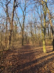 Naklejka premium der wundervolle Plänterwald in Berlin Treptow an einem sonnigen Wintertag