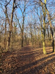 Naklejka premium der wundervolle Plänterwald in Berlin Treptow an einem sonnigen Wintertag