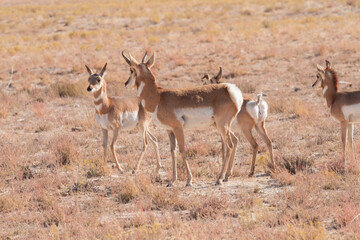 Pronghorn Antelope Buck and Does in the Utah Desert