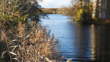 reeds along the shore of an autumn lake with different focus