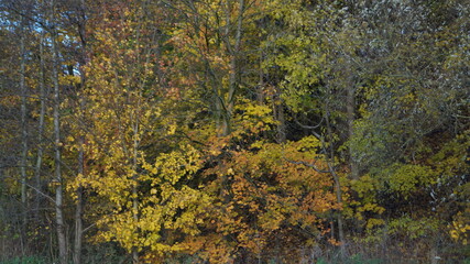 Park in the city in autumn