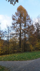 The wealth of autumn foliage on the trees in the park