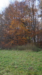 colorful autumn foliage in the park