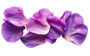 Hyacinth bean petal on transparent or white background,png