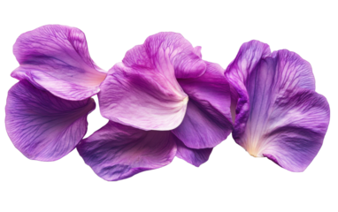 Hyacinth bean petal on transparent or white background,png