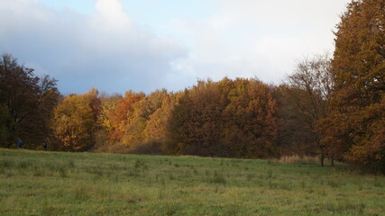 The wealth of autumn foliage on the trees in the park