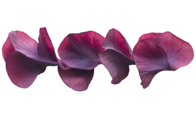 Hyacinth bean petal on transparent or white background,png