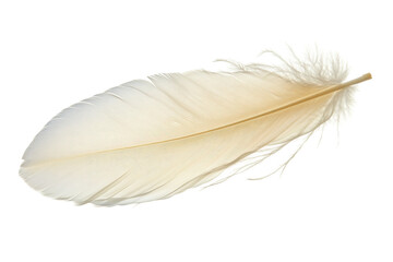 Fototapeta premium Light white feather 