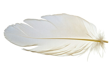 Obraz premium Light white feather 