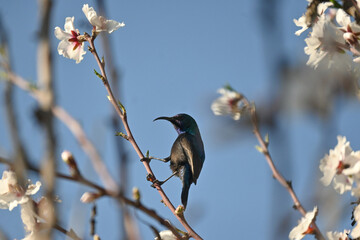 Sunbird on almond tree