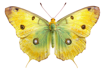 A butter fly yellow tone