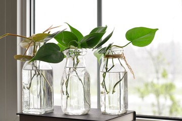 Three glass jars with philodendron plant cuttings being propagated in water on a windowsill
