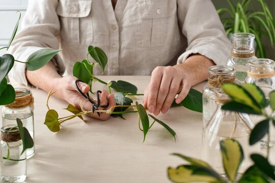 Woman's hands cutting a stem of philodendron plant for propagation