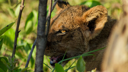 Africa's Heartbeat: The Lion in All Its Majestic Splendor