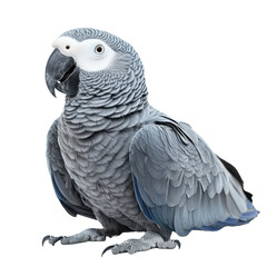 Obraz premium African grey parrot on transparent or white background,png