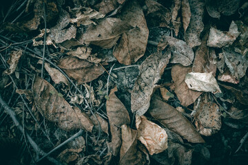 Dry Autumn leaves on the forest floor