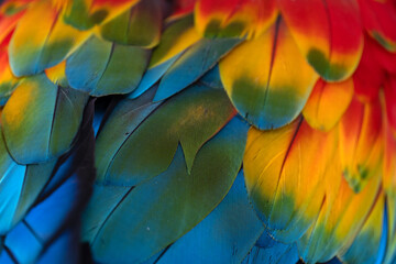 colorful macaw parrot © Ana Tramont