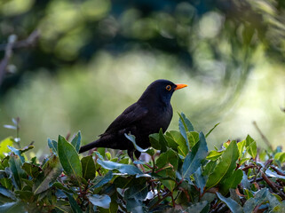 european blackbird ( turdus merula)