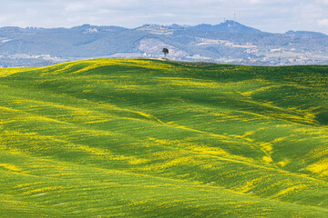 Obraz premium Paesaggio in Toscana con albero isolato