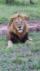 Africa's Heartbeat: The Lion in All Its Majestic Splendor