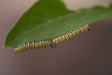 Two monarch caterpillar's on a leaf