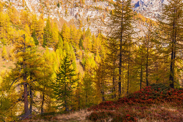 Fototapeta premium autumnal mountain landscape inside the Alpe Devero, Val D'Ossola, Verbania, Italia