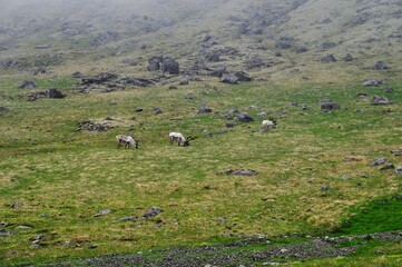Herd of reindeer in the eastern fjords of Iceland