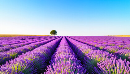 Obraz premium Expansive lavender field under clear blue sky, serene countryside