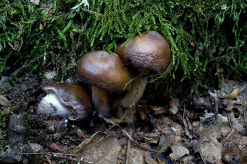 Mushroom cortinarius sp. Sardinia, Italy
