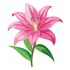 A vibrant pink lily flower with detailed petals and stamen.