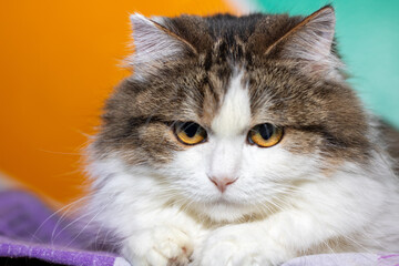 A closeup photo of a cats face showcasing its bright yellow eyes