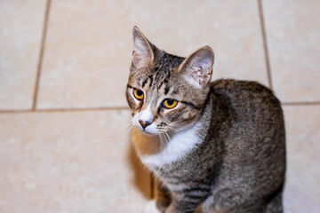 Obraz premium A fluffy cat sits on a tiled floor, curiously gazing at the camera