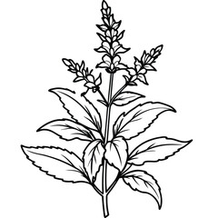 A black and white illustration of a flowering plant with elongated leaves.