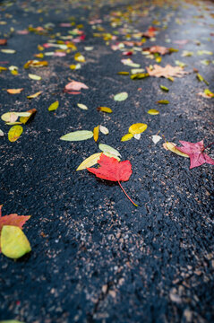autumn leaves on the ground