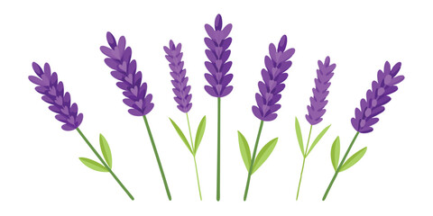 Naklejka premium A digital illustration of lavender flowers with green leaves on a white background.