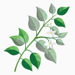A stylized illustration of green leaves and white flowers on a light background.