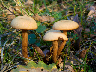fungoGroup of Four Waxy Laccaria Mushrooms or Fungi, Laccaria laccata, aka The Deceiver , Sardinia, Italy.