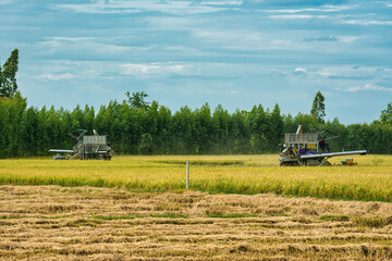 Fototapeta premium Combine harvester harvesting in rice field on rural scene