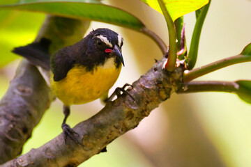 Bananaquit perched on branch