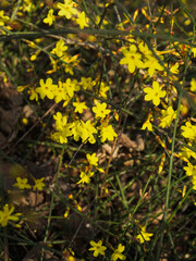 yellow flowers on blue sky background