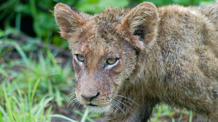 Wild & Free: Baby Lion in the African Wilderness