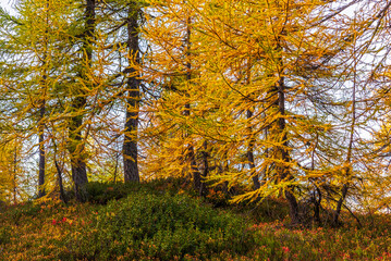 Obraz premium autumnal mountain landscape inside the Alpe Devero, Val D'Ossola, Verbania, Italia