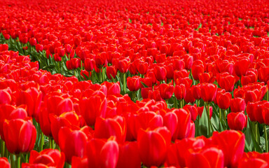 Fototapeta premium A field of red Dutch tulips in south holland in The Netherlands in the spring.