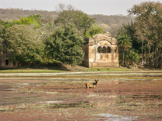 A deer standing in a lake in the summer in a national park in India