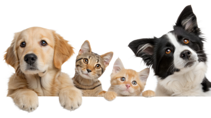 Cute Pets Peeking: Dogs and Cats Portrait Lineup with Curious Expressions – Animal Friends, Pet Photography, Playful Pets