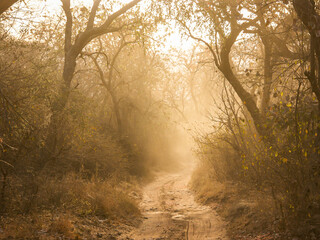 A dusty misty forest track on a summer morning in a national park in India