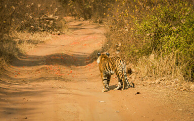 A young tiger walking along a forest track in Ranthambore national park in India